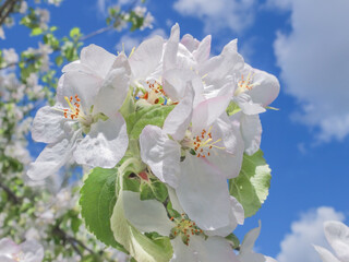 Blooming white Apple tree in the garden