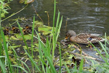 family of wild ducks on the water surface of the city pond