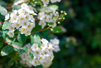 White flowers on a shrub and drops after rain on them, summer freshness, copy space for text