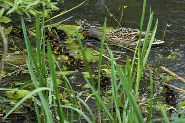 family of wild ducks on the water surface of the city pond