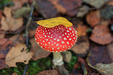 Fly agaric on the background of dry leaves in the autumn forest