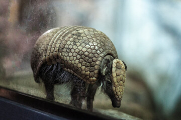 small baby armadillo in terrarium