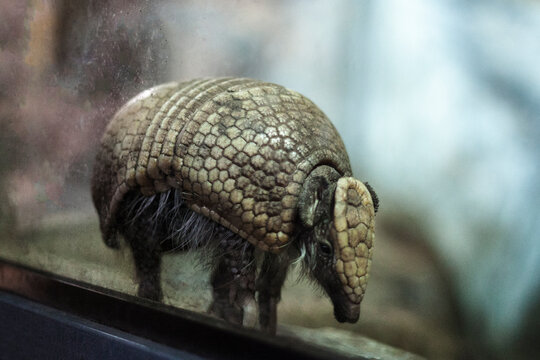 Small Baby Armadillo In Terrarium