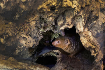 mouse animal in nature wood