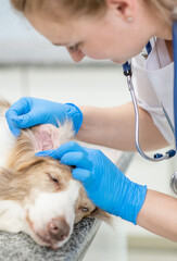 Veterinarian examines dog's ear in a vet clinic