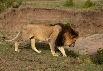 Naklejka premium Closeup of a Lion at Masai Mara, Kenya