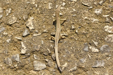 lizard