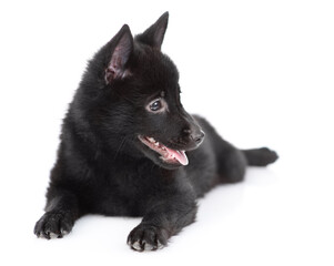 Schipperke puppy lies and looks away. Isolated on white background