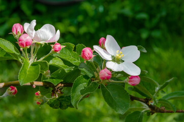 White flowers and pink unopened Apple tree buds