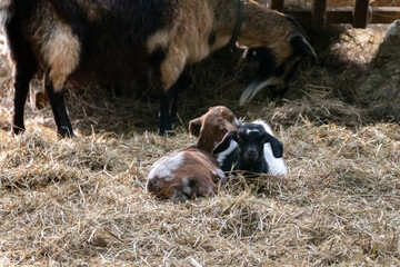 Two cute baby goats sitting on straw bedding in an animal farm yard