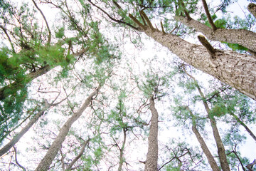 Famous 18 Hole Shillong Golf Course, situated in the East Khasi Hills district in Meghalaya, oldest natural golf course
