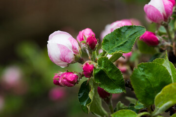 Apple tree flowers in an orchard. May in Poland.