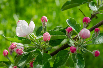 White flowers and pink unopened Apple tree buds