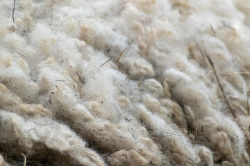 White fluffy sheep fur close up with hay stuck in it. Domestic animal wool pattern macro