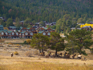 Herd of Elk by Estes Park, Rocky Mountain National Park, Colorado, USA