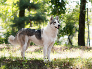 A black and white spotted dog walks in a Park on a sunny summer day