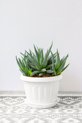 Succulent Haworthia in a white pot on a white background. Popular garden and indoor plants.