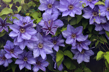 Lush flowering clematis "General Sikorski", photographed on a cloudy day