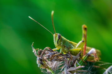grasshopper on the grass
