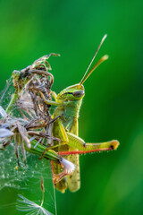 green grasshopper on a leaf
