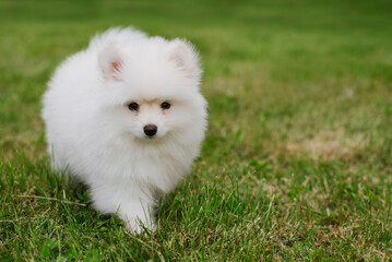 Little white puppy outdoors in the park. Close up. Pomsky puppy dog. Adorable mini husky little dog