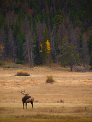 Elk in Rocky Mountain National Park, Colorado, USA