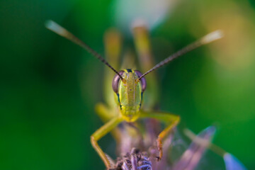 green grasshopper on a green leaf