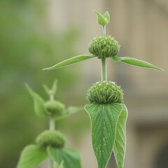 Close-up of the bud of the Jerusalem Sage (Phlomis Russeliana) with leaves against a blurred background