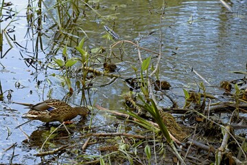 family of wild ducks on the water surface of the city pond