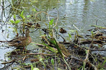 Naklejka na ściany i meble family of wild ducks on the water surface of the city pond