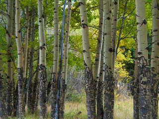 Aspen Tree Trunks, Rocky Mountain National Park, Colorado, USA