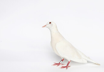 A well groomed white pigeon on a white background looks up thoughtfully located in the corner of the photo