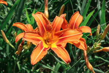 Fototapeta premium pomarańczowa lilia kwitnąca żywy portret letniego kwiatu Tapeta Kwiaty lilii