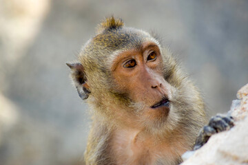 monkey sit on the way to mountain in Thailand