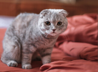 cute lop-eared kitten on the bed looks scared at the camera
