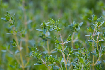 Tymianek, Macierzanka, Thymus vulgaris, zioła rosnące w ogrodzie © Joanna