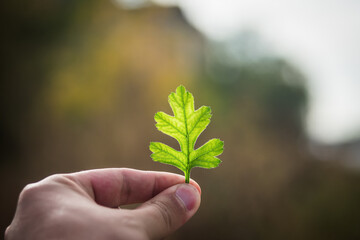 young plant in hand