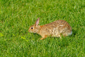 Rabbit at the Citylife park in Milan during covid-19 lockdown