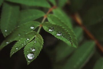 water drops on a leaf