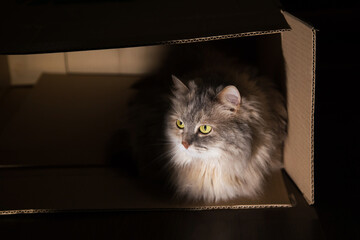 gray cat is sitting in a box. cat with smooth hair and a long mustache looks at the light