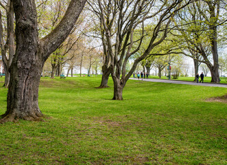 Fototapeta premium Rolling grassy hill and trees in Battlefields Park with a view overlooking Quebec, Canada.