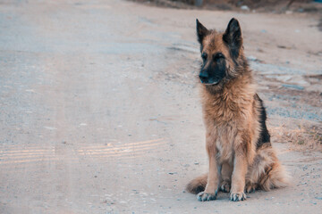 german shepherd dog