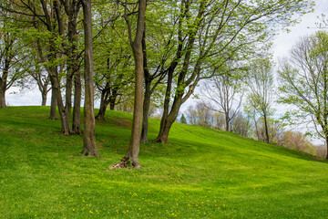 Rolling grassy hill and trees in Battlefields Park with a view overlooking Quebec, Canada.