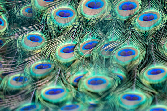 Blue peafowl male peacock long fan-like crest feathers with colourful eyespots pattern macro