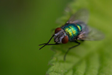 fly on green leaf