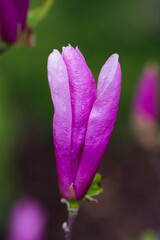 Magnolia 'Susan' pink flower. May in Poland.