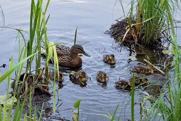 family of wild ducks on the water surface of the city pond
