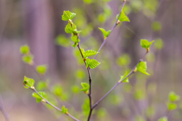 Spring bright background with birch leaves. Web banner, screen, mobile app colorful design. High quality photo
