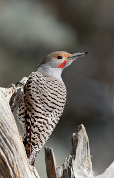 A northern flicker in Wyoming