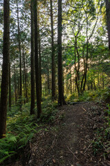 Fototapeta premium 登山道